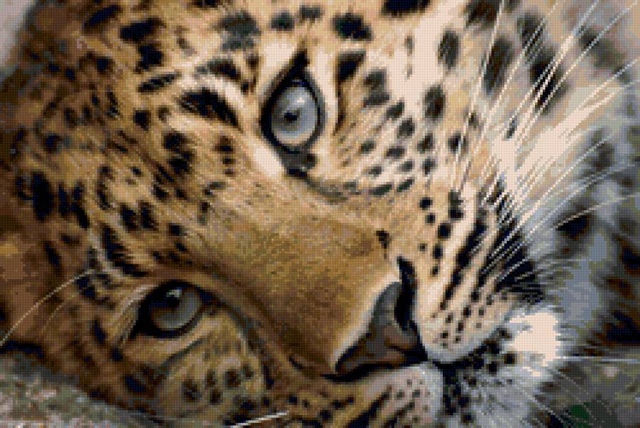 Леопард - леопард кошка животное - предпросмотр