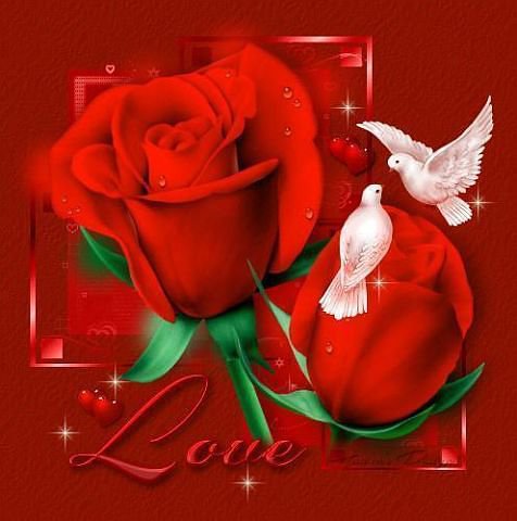 любовь и голуби - любовь, цветы, розы, птицы, голуби - оригинал