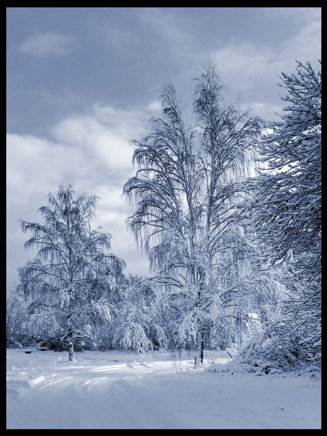 зимний лес - зима, лес, пейзаж, снег - оригинал