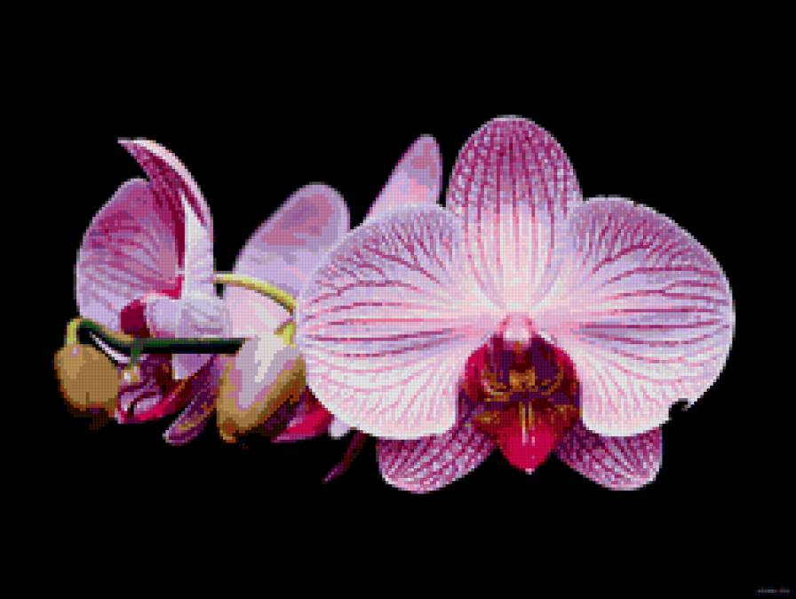 сиреневые орхидеи на черном - цветы, орхидеи - предпросмотр