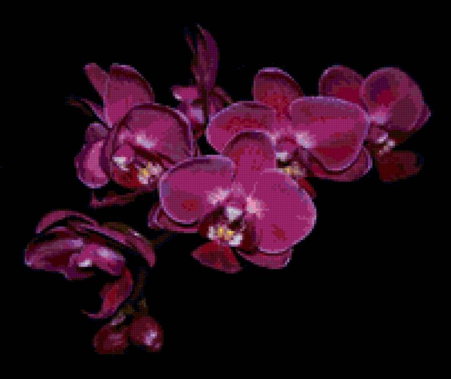 орхидеи на черном - орхидеи, цветы - предпросмотр