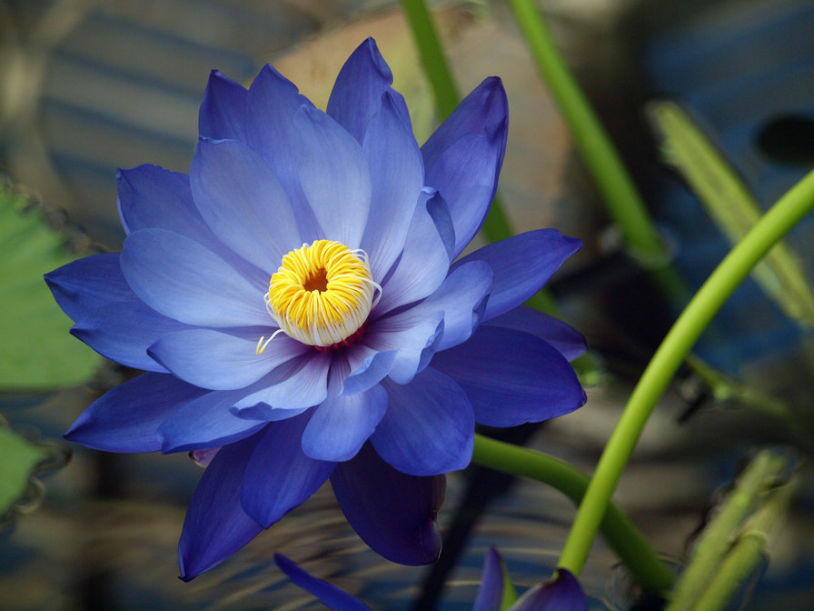 Лазуритовый цветок - синий, кувшинка, лазурит, цветок - оригинал