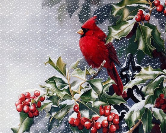 Кардинал - птицы, зима, ягодки, рождество, птички и ягодки, птица, кардинал - оригинал