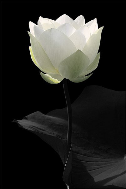 №103138 - картина, цветы, черно-белое - оригинал