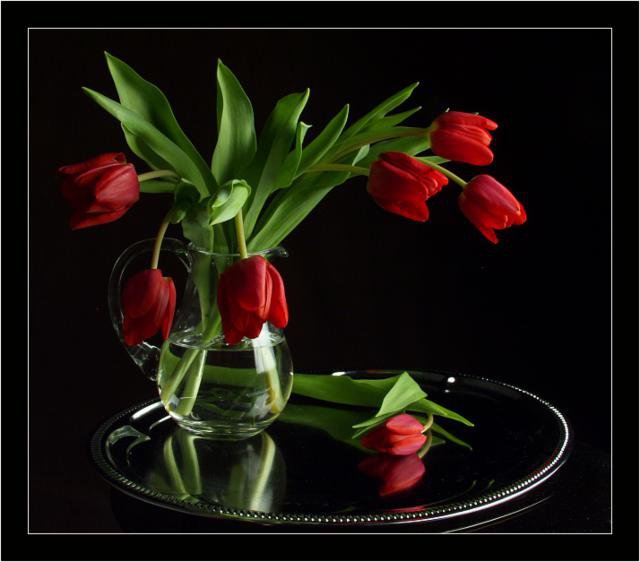 Красные тюльпаны - цветы, тюльпан - оригинал
