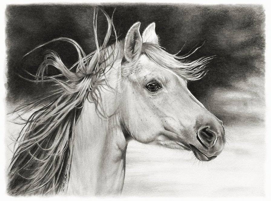белый конь - кони, животные, лошади - оригинал