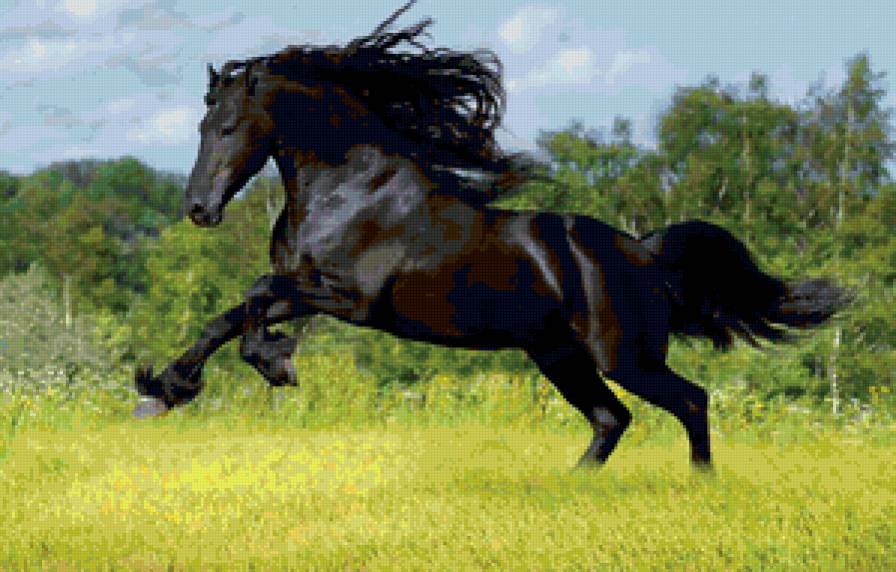 Черный красавец - животные, лошади - предпросмотр