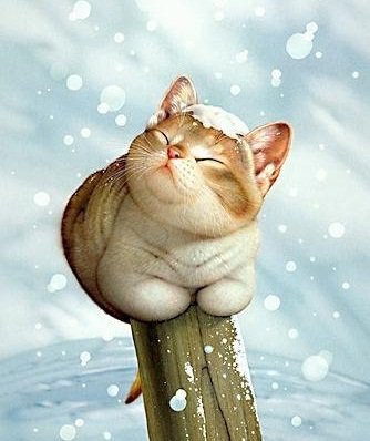 котенок под снегом - коты - оригинал