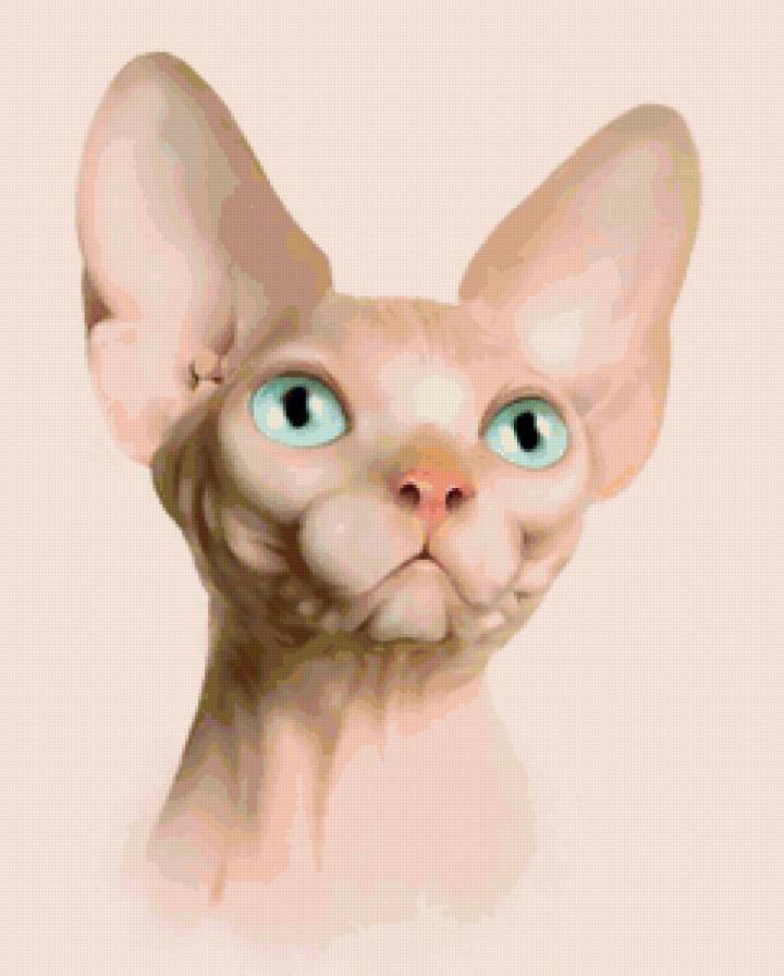 кошка сфинкс - коты - предпросмотр