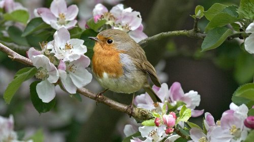 Птичка - весна, птичка, природа, цветы - оригинал