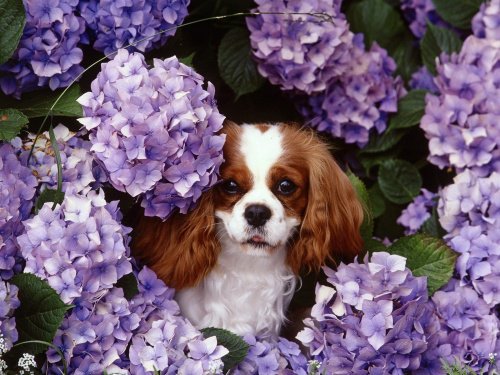 Собачка в цветах - животные, цветы, собака - оригинал