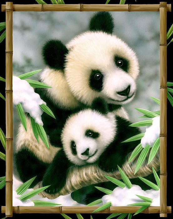 Панды - картины, панда, животные - оригинал