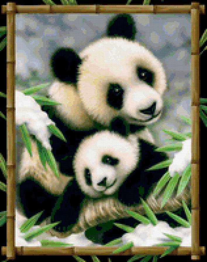 Панды - панда, животные, картины - предпросмотр