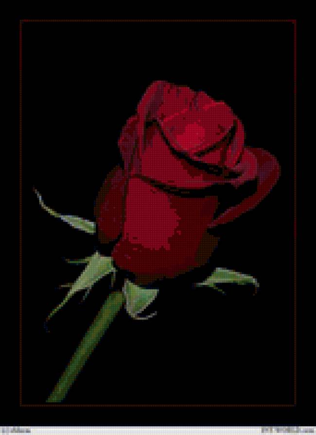 Роза на черном - роза, картина, цветы - предпросмотр