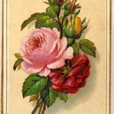 Оригинал схемы вышивки «розы» (№105701)