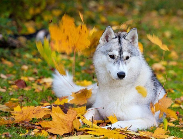 Белый волк в осеннем лесу - волк, природа, хищник, осень - оригинал