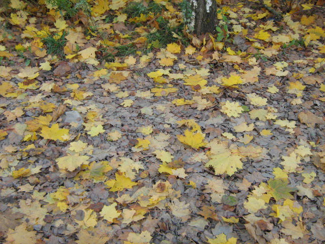 Осенняя листва - осень, листья - оригинал