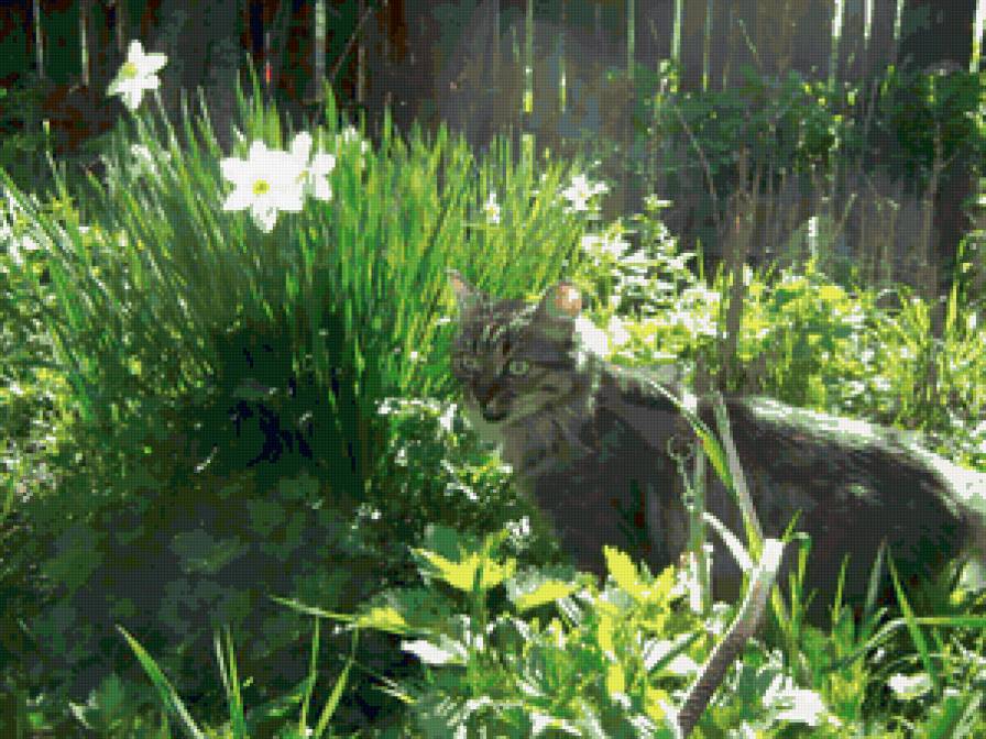 Прогулка в саду - кошка, цветы, поляна, нарцисс - предпросмотр