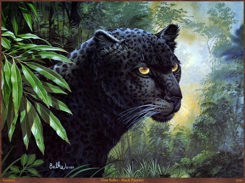 Черный леопард - большие кошки, животные, хищник - оригинал