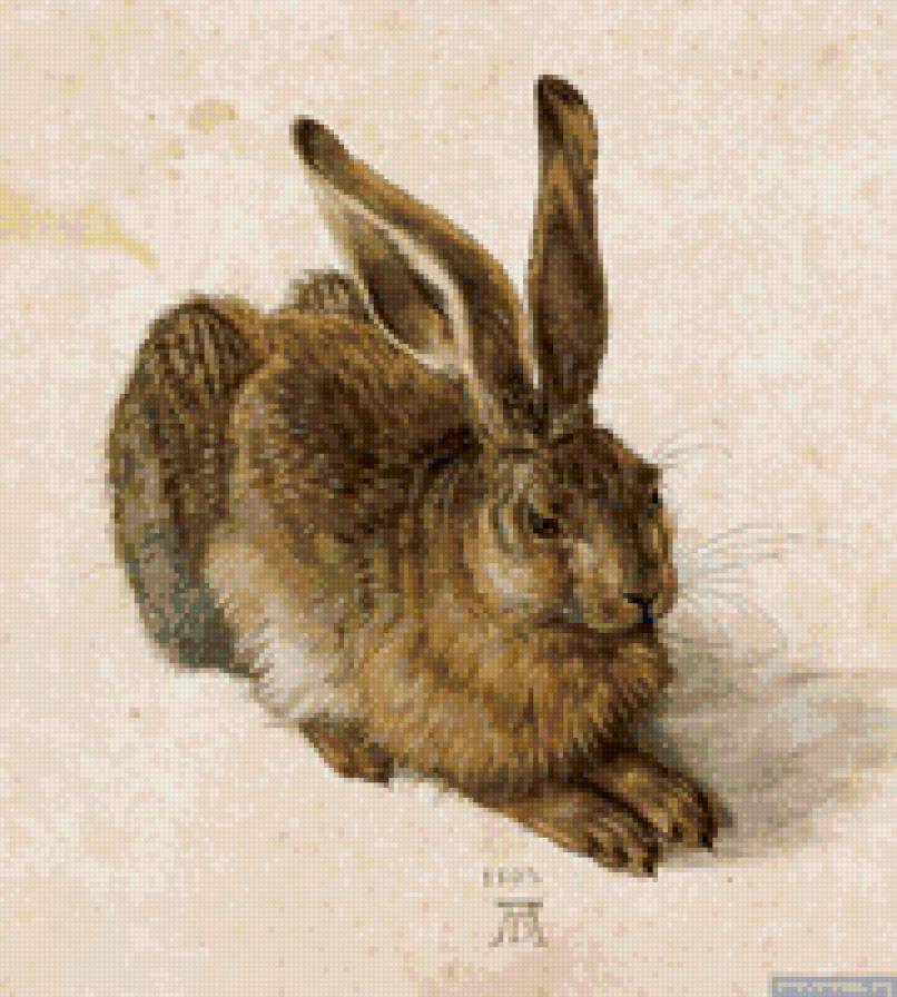 дюрер. заяц - заяц, готика, животные, дюрер, графика - предпросмотр
