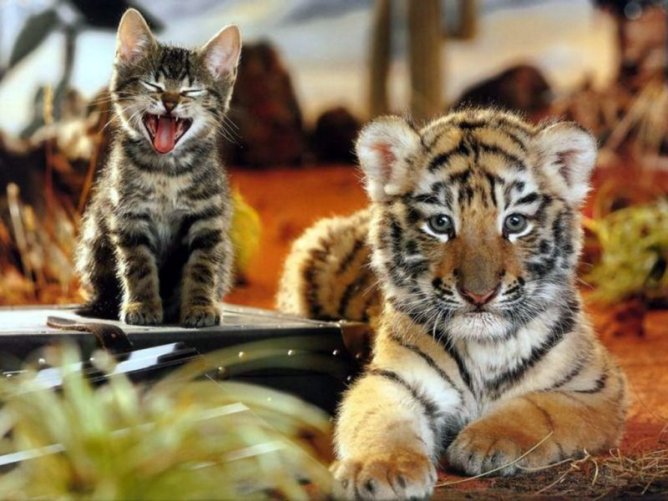 Котенок и тигренок - кот, тигр, зверята, животные, природа, тигренок, котенок - оригинал