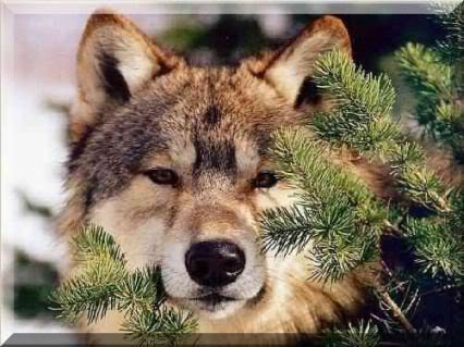 Волк - animals, хищник, волк, природа. елка, wolf, звери, волки - оригинал