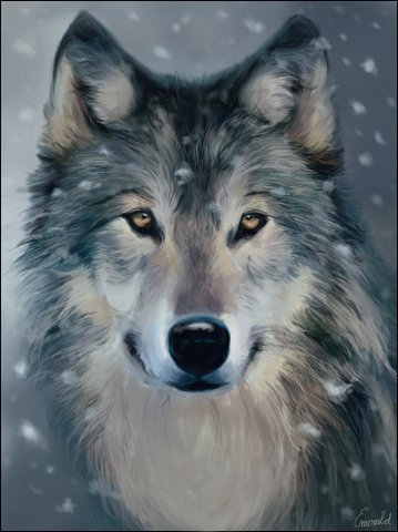0033 - волки, животные, волк, красота - оригинал