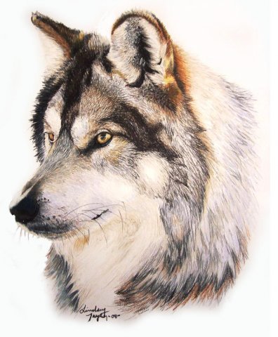0034 - волки, красота, волк, животные - оригинал