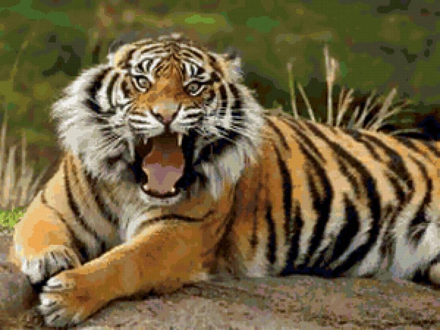 Тигр - тигры, кошки, животные - предпросмотр