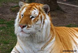 Золотой тигр - кошки, животные, тигры - оригинал