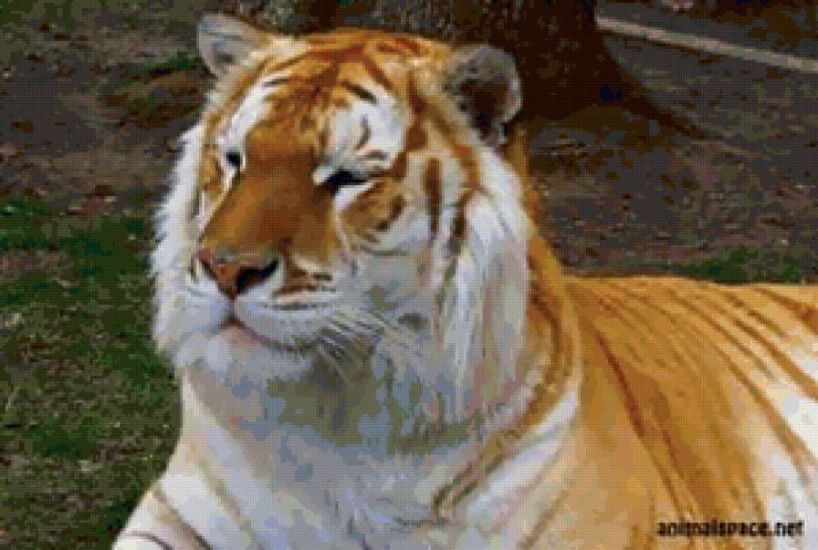 Золотой тигр - тигры, кошки, животные - предпросмотр