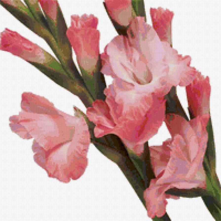 розовый гладиолус - гладиолусы, цветок, цветы - предпросмотр