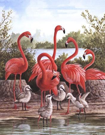 фламинго и птенцы - природа, птицы, фламинго, вода - оригинал