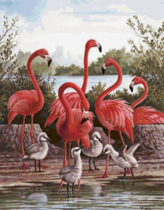 фламинго и птенцы - фламинго, птицы, вода, природа - предпросмотр