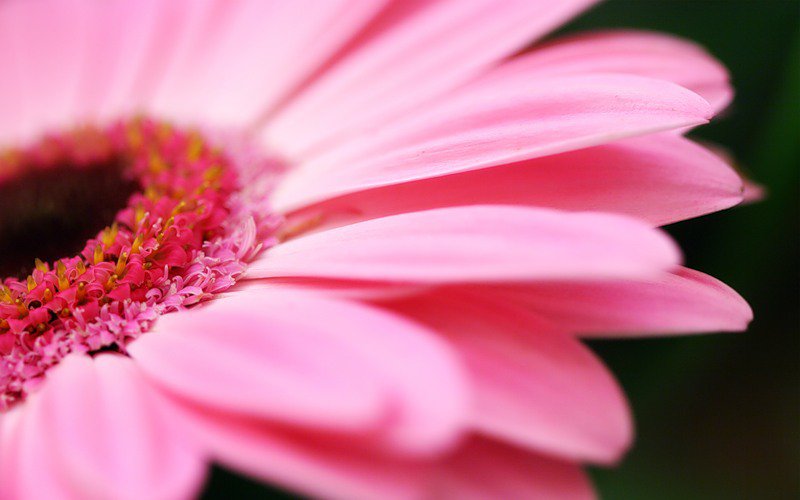 цветок - розовый цветок, цветы - оригинал