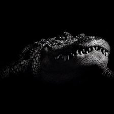 Схема вышивки «крокодил»