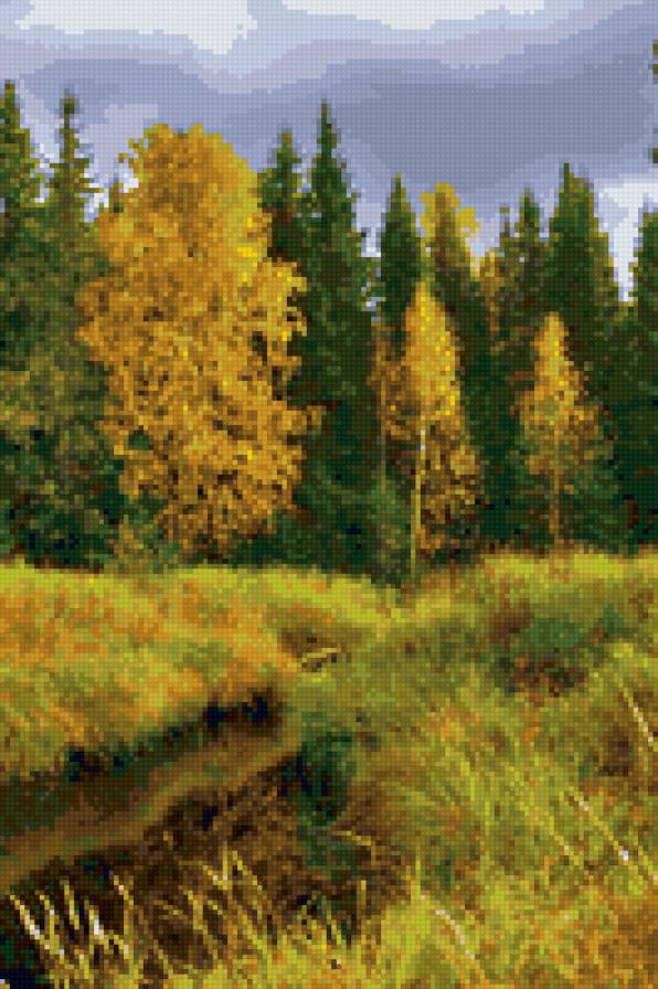 золотая осень - пейзаж, деревья, времена года, елки, природа, листва, лес, осень - предпросмотр