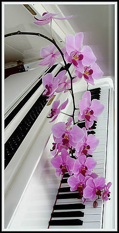 Орхидея на рояле - орхидея, рояль, цветы - оригинал
