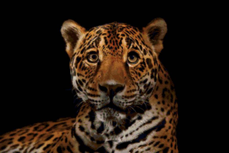Леопард - леопард, дикие животные - предпросмотр