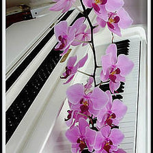 Оригинал схемы вышивки «Ветка орхидеии на клавишах рояля» (№111391)
