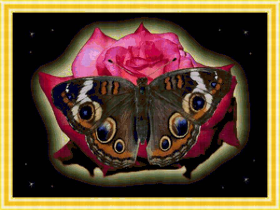 Бабочка на фоне розочки) - розы, бабочки, цветы, flowers - предпросмотр