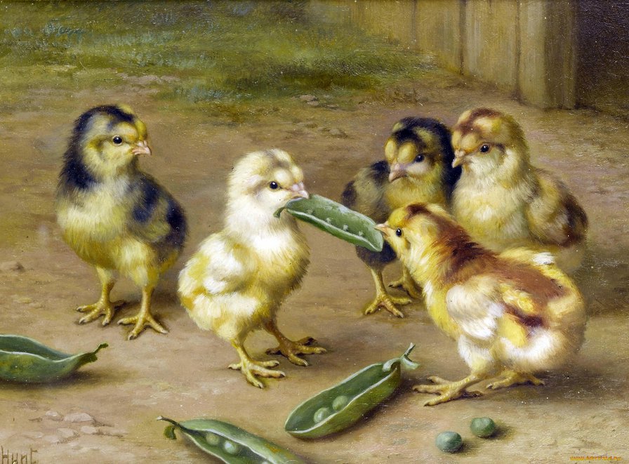 цыплята с горошком - цыплята, двор, горох, птицы - оригинал