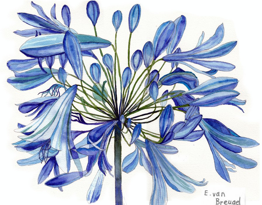 Голубые цветы - цветочки, цветок, нежные лепестки, панно, голубые цветы - оригинал