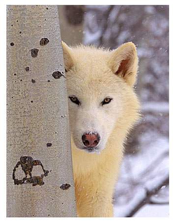 Белый волк - живопись, волк, животные - оригинал