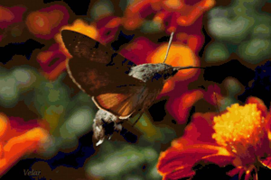 Медовый Цветочек - насекомые, цветы - предпросмотр