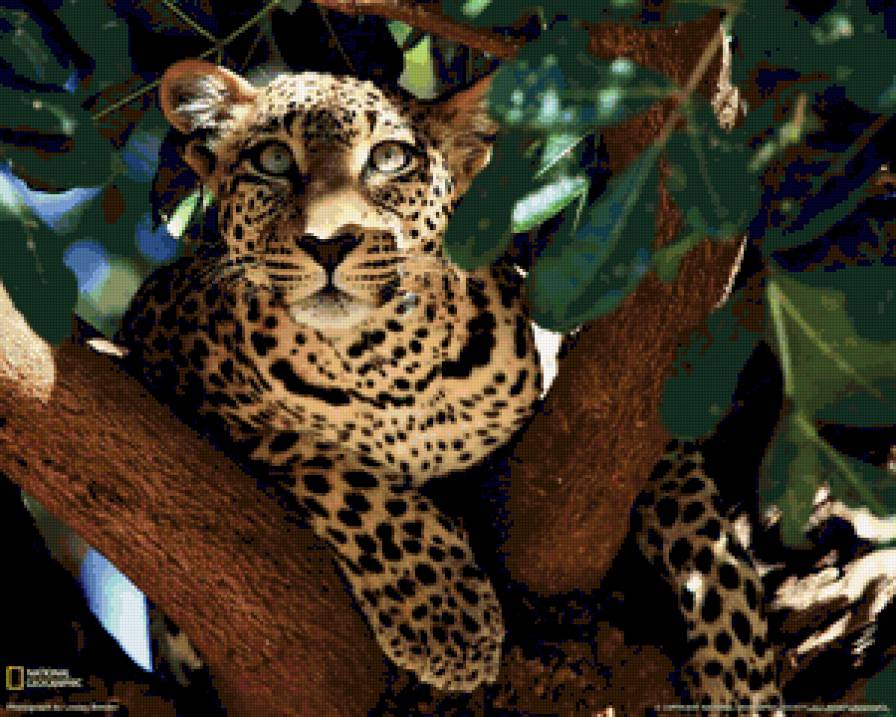 Леопардушка  Серия "Дикие кошки" - животные, леопард - предпросмотр