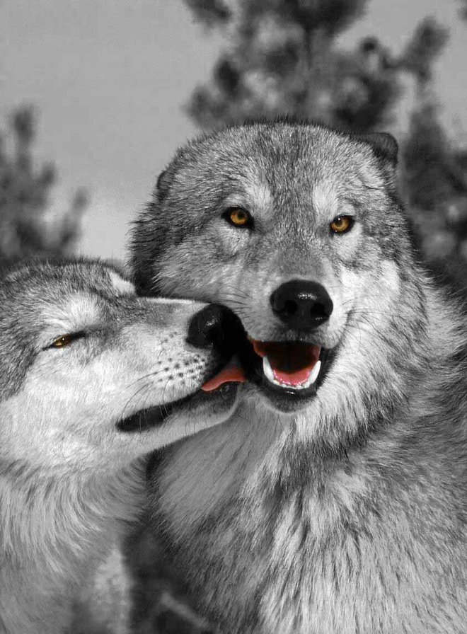 нежный поцелуй - пара волков, волки, волк - оригинал