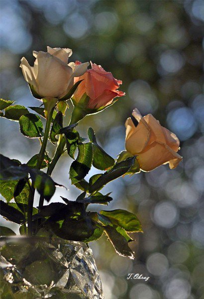 розы - панно, розы, цветы - оригинал