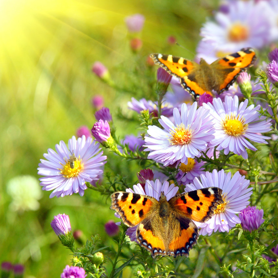бабочки - пейзаж, цветы и бабочки, бабочки, ромашки, лето, цветок, природа - оригинал