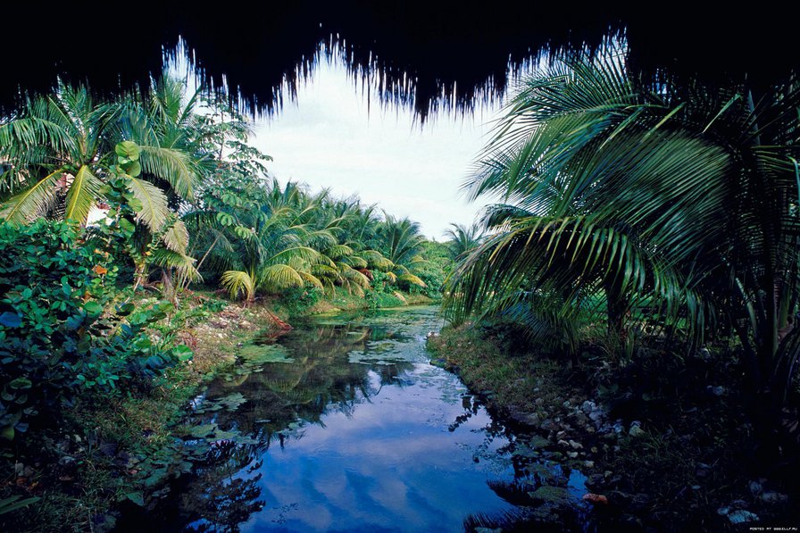 Завораживающие джунгли... - река, вода, джунгли, природа - оригинал